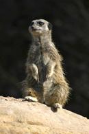 Meerkat classic stance